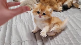 A tiny cutie Attacks a Person