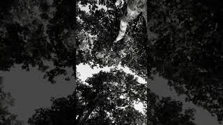 Yine Olmadı - Armando Pellumbi