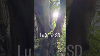 Lu Xun's SD (Flash Memory Card)