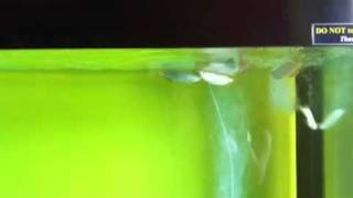 IMG_1635.MOV
