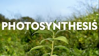 Definitions in the Field: Photosynthesis