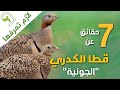 قطا الجونية الكدري كطا الجوني قطا الجونية الكدري كطا الجوني