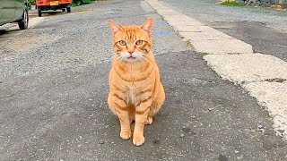 漁港前の広場で人懐っこい茶トラ猫と戯れる