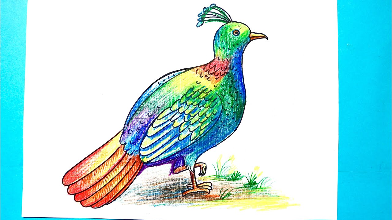 Peacock Drawing Illustration Stock Vector | Adobe Stock