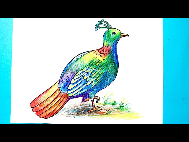 How to draw Danfe Lophophorus national bird easily. Munal drawing class=