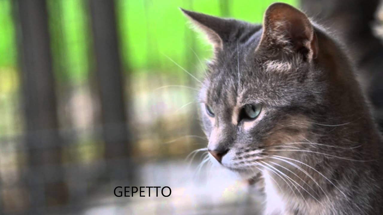 Encore 95 chats au Refuge de Beauregard...