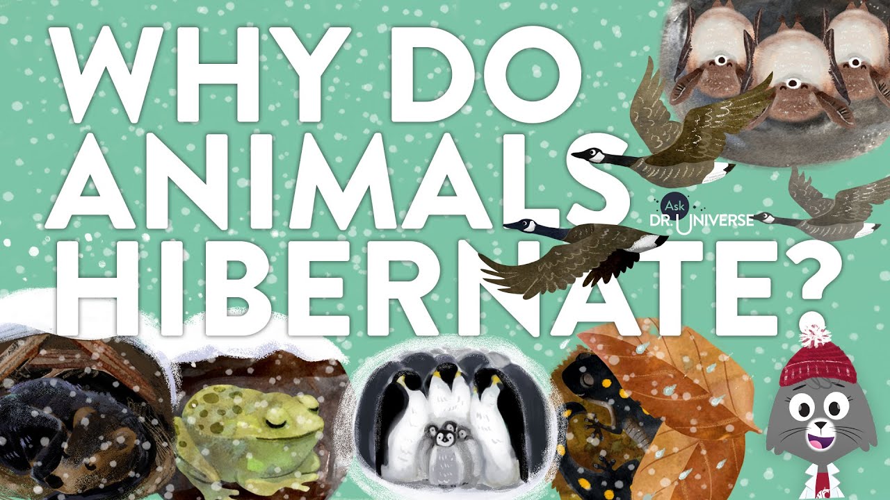 Why Do Animals Hibernate? YouTube