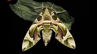 Life cycle of Oleander hawk moth or army green moth  Daphnis nerii  – Nicosia, Cyprus 6  7/2023