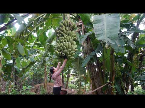 Harvest the bananas to sell at the market - Buy chicken to grill