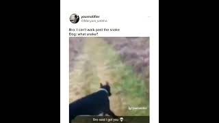 Dog Throws Snake: A Hilarious Encounter | Dog Vs Snake | Dog Funny Videos