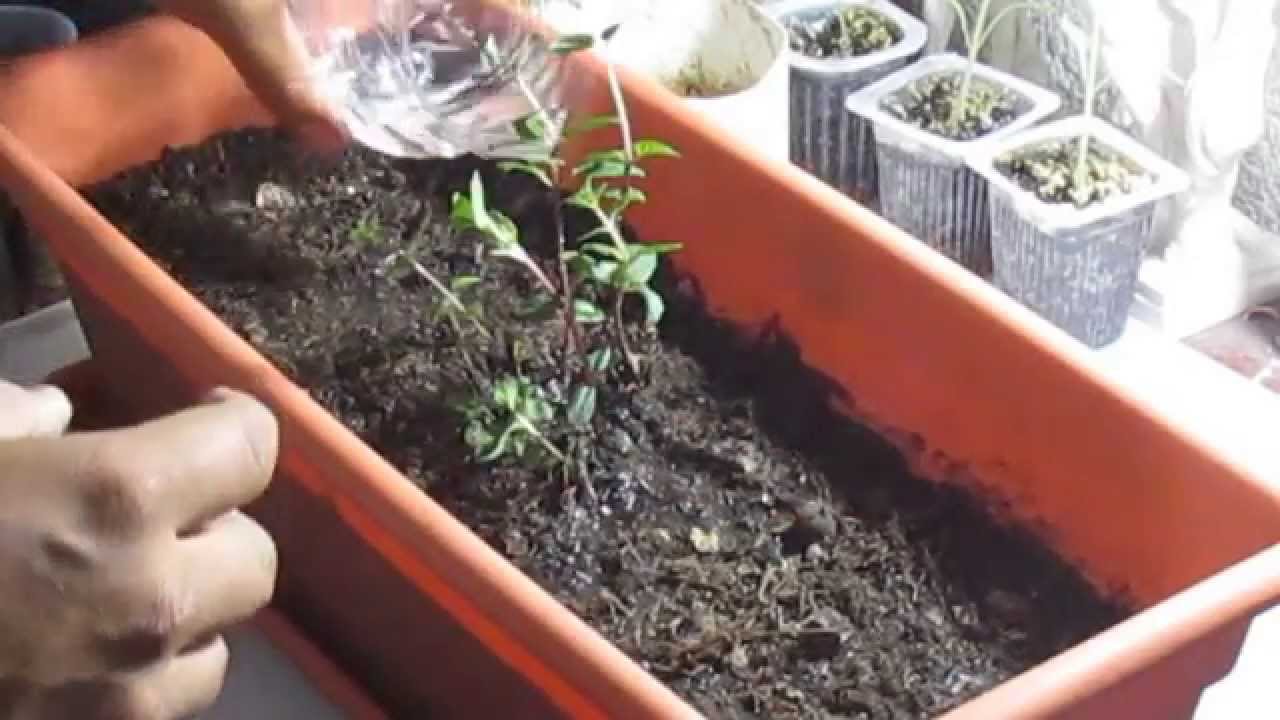 Como Plantar Menta (En maceta) || México Verde - YouTube