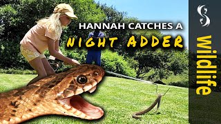 Night Adder! Hannah catches a beautiful Snake