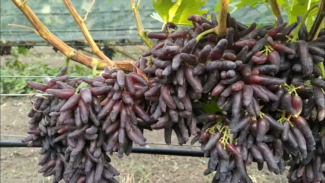 Виноград хэллоуин описание сорта фото отзывы видео Самые вкусные сорта винограда Виноград VM Дзен