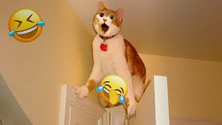 😂🐱 So Funny! Funniest Cats and Dogs 2024 🐕❤️ Best Funniest Animals Video 2024 # 13