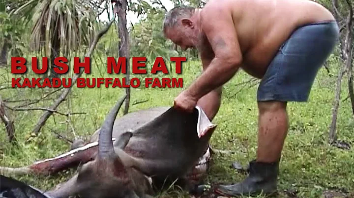 BUSH MEAT: Breaking down a buffalo with Dave Lindner