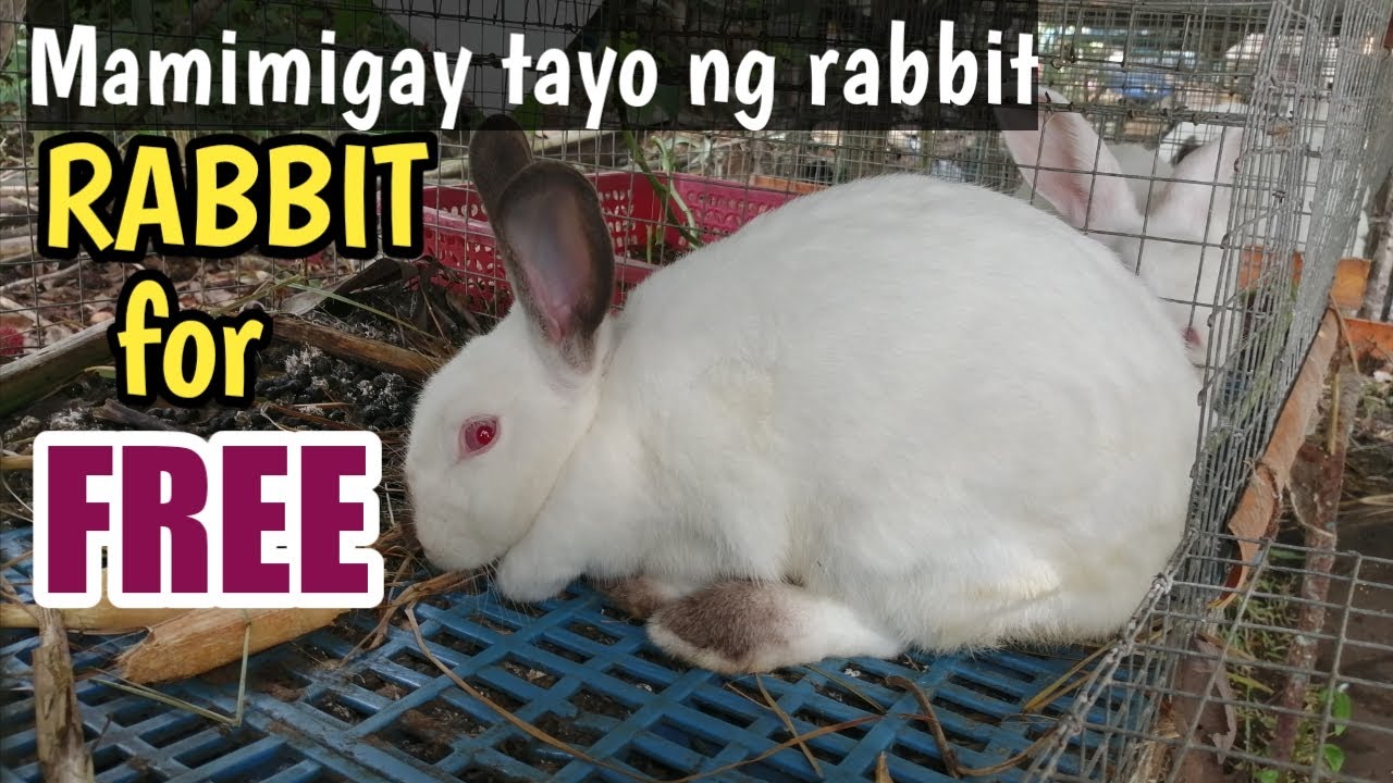 Pure Cali Rabbit Pure Californian Rabbits ipamimigay ko na. Sino Kayang maswerteng ...