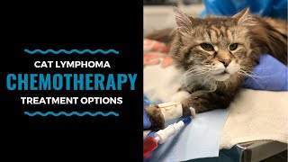 Cat Lymphoma Chemotherapy Treatment Options: Vlog 100