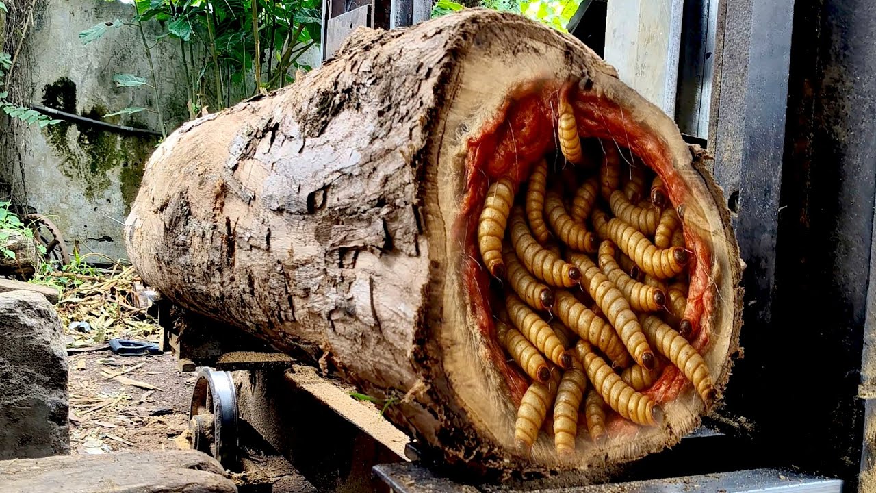 Amazing|| the process of processing old teak wood that is full of ...
