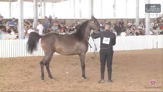 N.278 LAILAT AL QADER ELSALEH - Israel Breeders' Show 2023 - Fillys 2 Years Old Class C (Class 27) Resimi