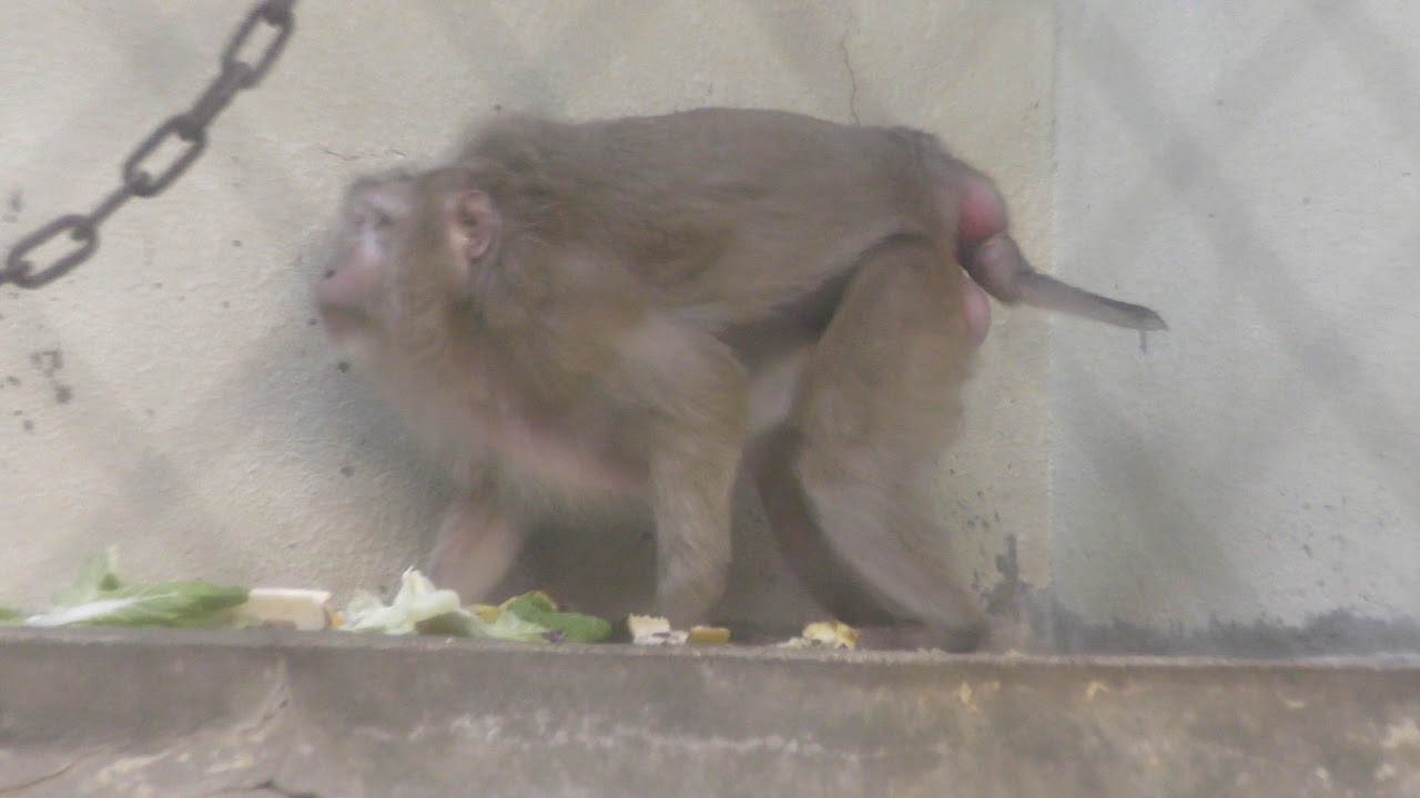 Pig-tailed macaque in the meal (TENNOJI ZOO, Osaka, Japan