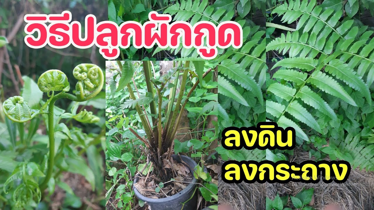 ปลูกผักกูด Ep.3 วิธีปลูกผักกูดลงในกระถางและปลูกลงดิน : ครูหนูเพียร วิถีพอเพียง