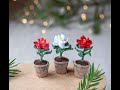 Christmas Houseplant Poinsettia Miniature Flower 