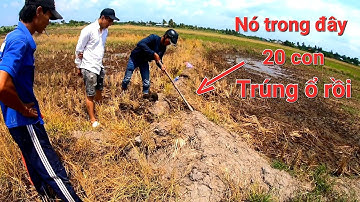 Hôm nay đi đào chuột cũng các anh em trà Vinh gặp ngay hang chuột 20 con chụp mỗi tay luôn