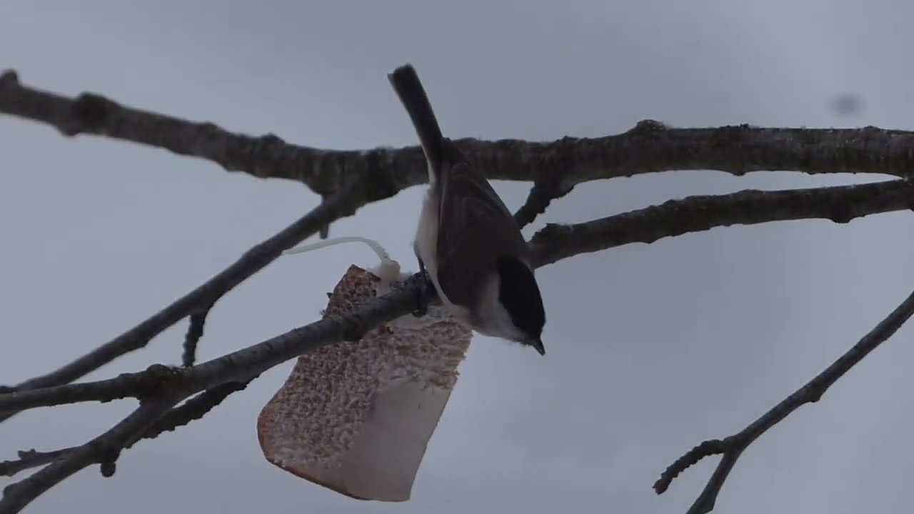 Sikora uboga częstuje się słoniną