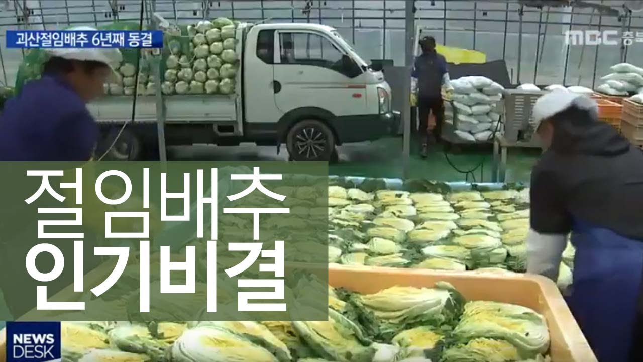 배춧값 폭등, 괴산절임배추 가격 6년째 동결ㅣMBC충북NEWS