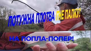ТРАВЕНЬ! ловля плотви на попла-попер