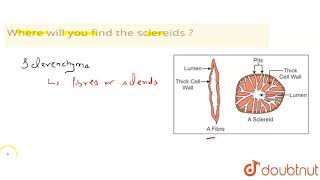 Where Will You Find The Sclereids ? 11 Anatomy Of Flowering Plants Biology Pradeep Do...