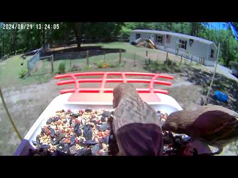 Perchme smart bird feeder with camera captured a rare bird family!😳😳😳 - video from PerchMe