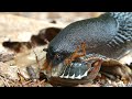 Slug eating a beetle alive