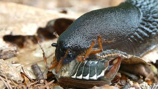 Slug eating a beetle alive