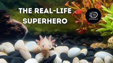 Axolotl: The Smiling Salamander with a Superpower 💪🦎┊66 Seconds Animals