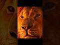 ​"I am Simba, son of Mufasa." 👑🦁 ||Thelionking || simba || #simba #thelionking #ytshorts