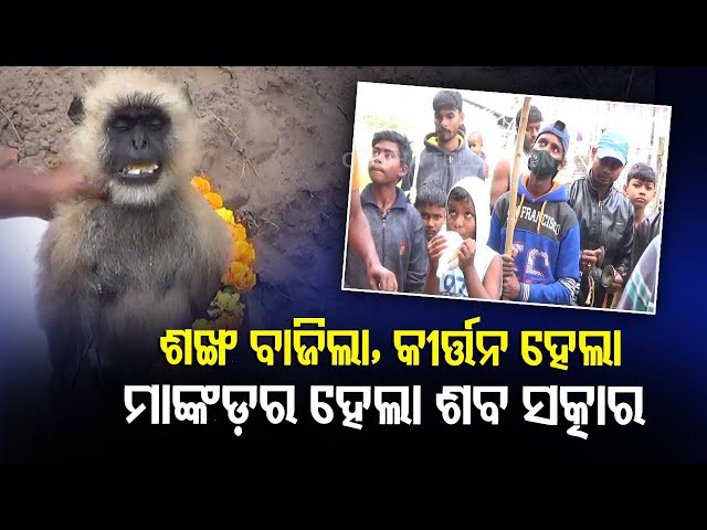 WATCH: Monkey fear in Market Building Bhubaneswar