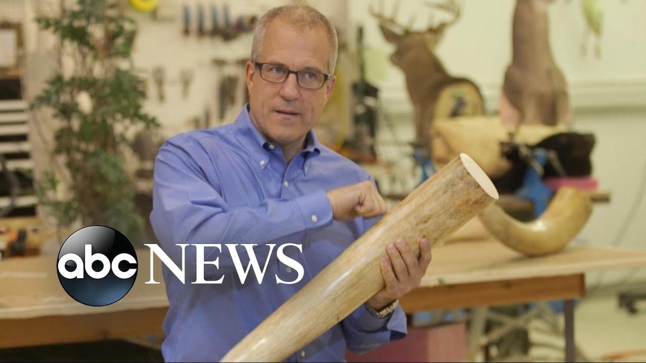 'Warlords of Ivory': Tracking Ivory After Elephant Kills