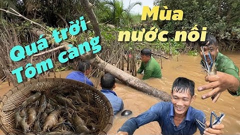 Đầu mùa nước nổi mò Tôm Càng Xanh nhiều thấy mà ham | Cù Lao Dung Vlogs