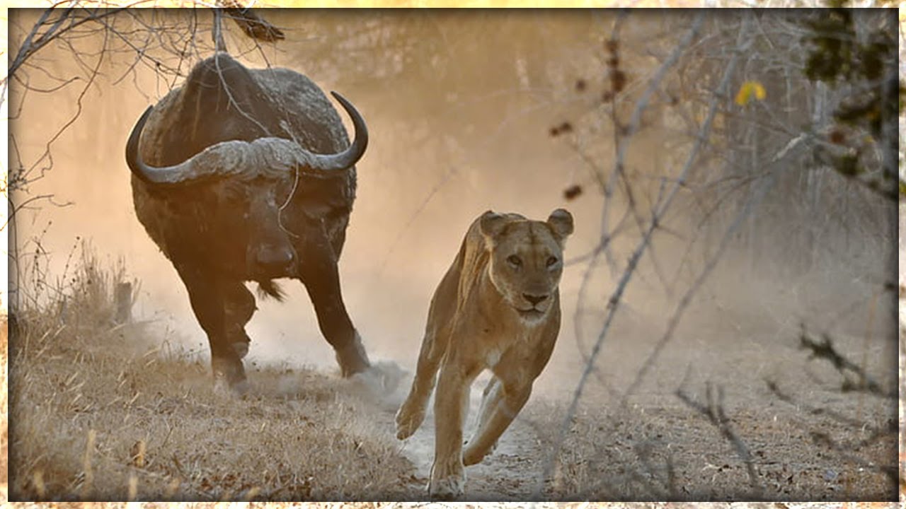 Magnificent Hunting And Chasing Moments By Wild Animals - YouTube