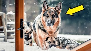 картинка: Немецкая овчарка мёрзнет вместе с двумя щенками. Решение мужчины открыть дверь вас потрясёт