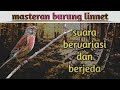 masteran suara burung linnet (terbaru)