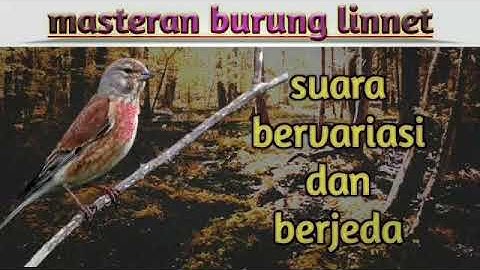 masteran suara burung linnet (terbaru)