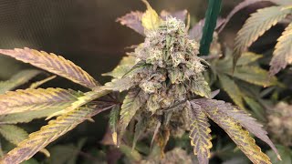 Full garden tour for Wednesday August 2, 2023 (episode 183)