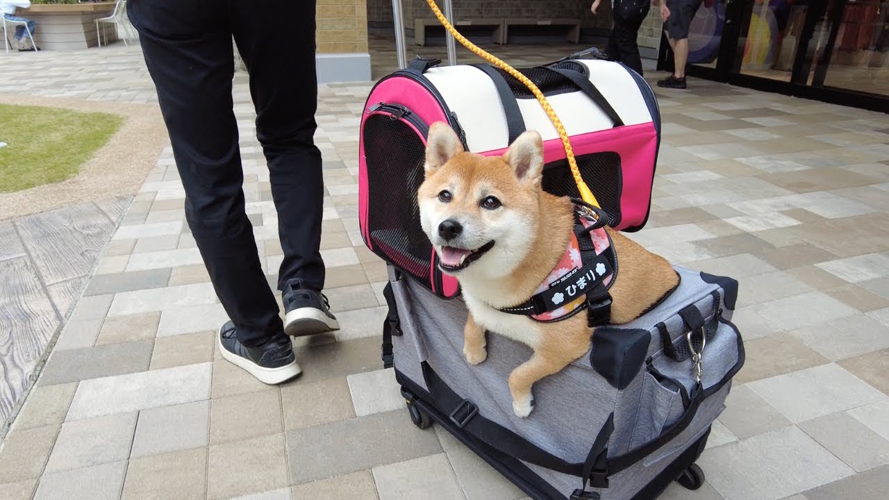 ペットOKのアウトレットに柴犬を連れて行ってみました！ - YouTube