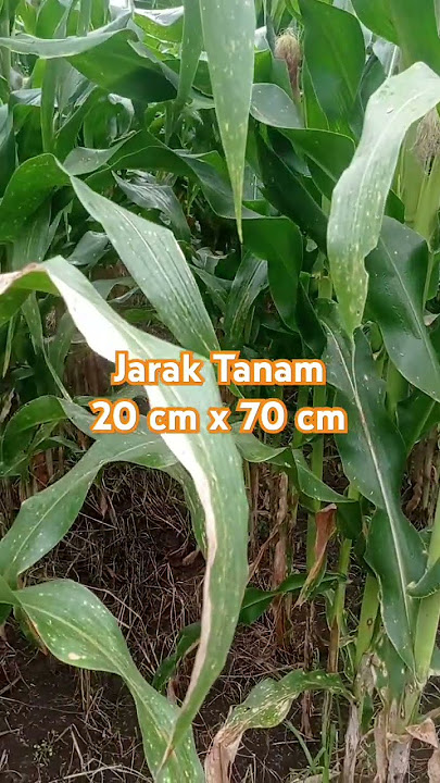 Jarak tanam jagung ADV Jago 20 cm x 70 cm