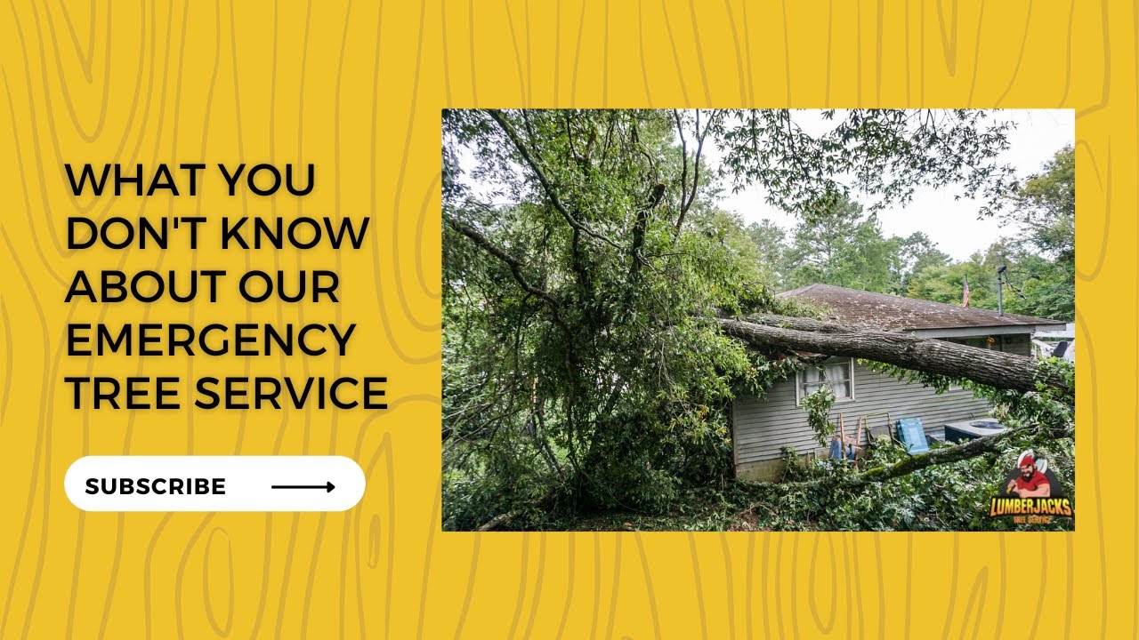 𝗪𝗵𝗮𝘁 𝗬𝗼𝘂 𝗗𝗼𝗻'𝘁 𝗞𝗻𝗼𝘄 𝗔𝗯𝗼𝘂𝘁 𝗢𝘂𝗿 𝗘𝗺𝗲𝗿𝗴𝗲𝗻𝗰𝘆 𝗧𝗿𝗲𝗲 𝗦𝗲𝗿𝘃𝗶𝗰𝗲