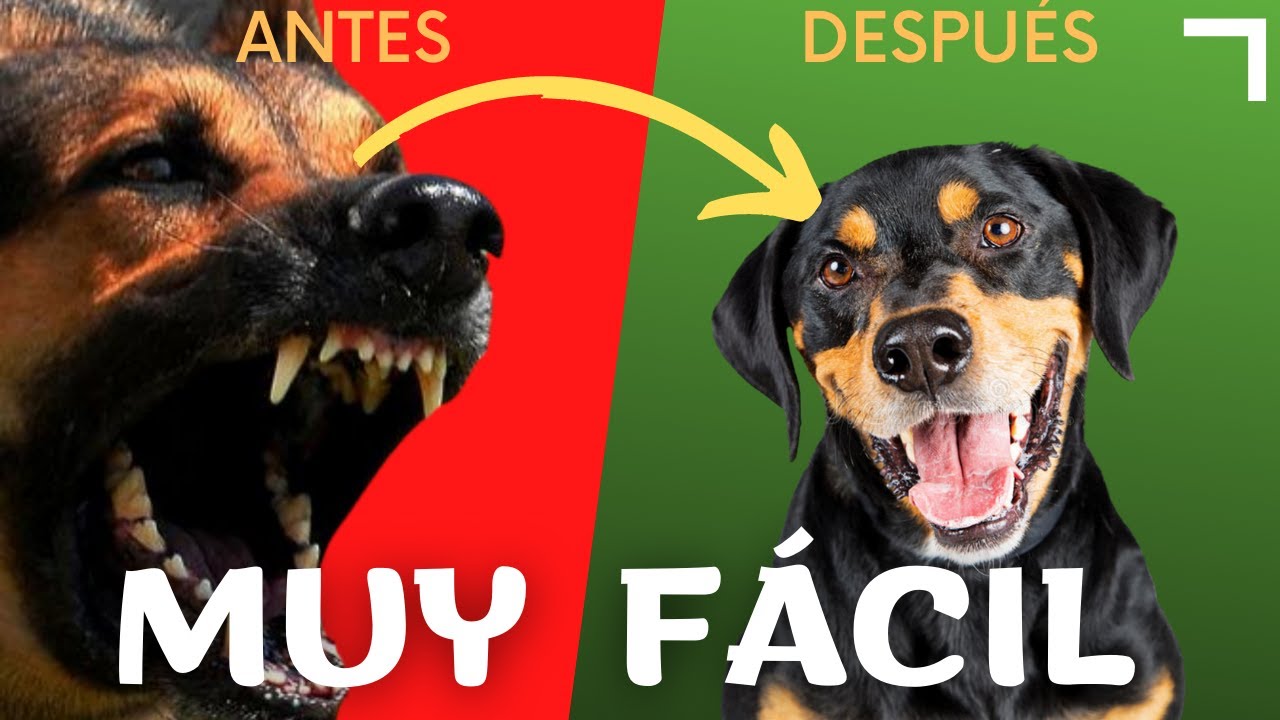 4 Trucos Perro OBEDIENTE y que NO LADRE (¡¡GARANTIZADO!!)