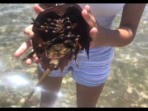 Schooner Camp's Creature of the Week:  Horseshoe Crabs