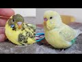 Yavru ve Yetişkin Kuşları Ayırdım Muhabbet Kuşu Vlog